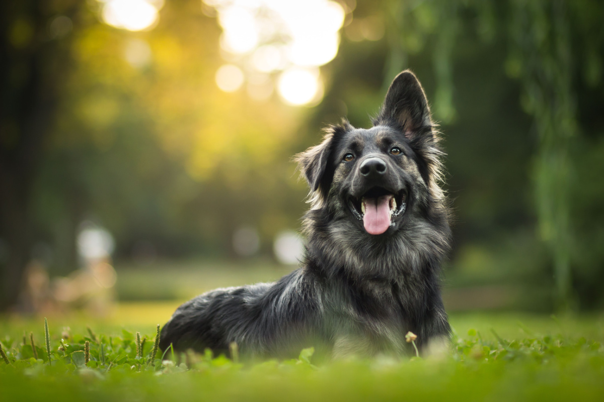 Understanding the Legal Process for Dog Bite Injury Claims in Louisiana